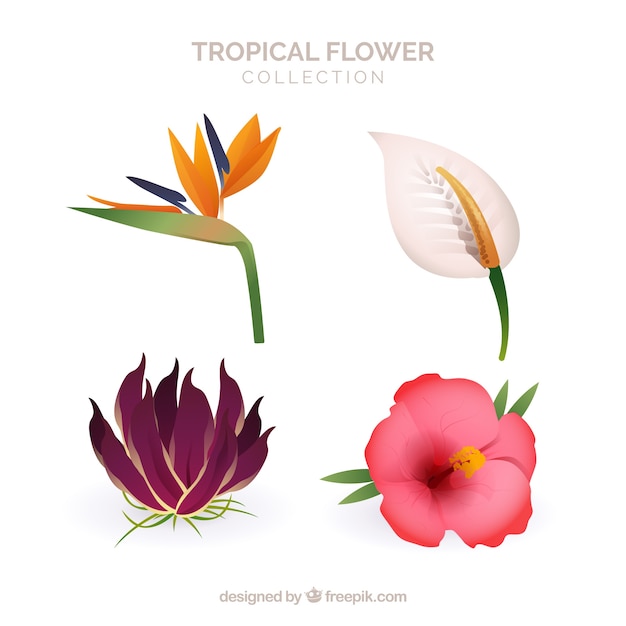 Bezpłatny wektor zestaw pięknych kwiatów tropikalnych