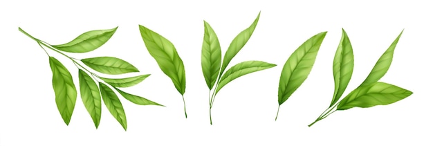 Zestaw realistycznych liści zielonej herbaty i kiełków na białym tle. Gałązka zielonej herbaty, liść herbaty. Ilustracja wektorowa