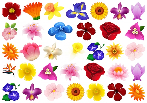 Bezpłatny wektor zestaw różnych kwiatów