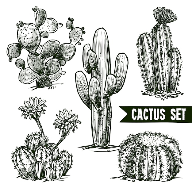 Bezpłatny wektor zestaw szkic kaktusa