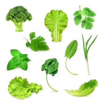 Zieleni warzywa i ziele ustawiają, organicznie jarski jedzenie, wektorowa ilustracja odizolowywająca