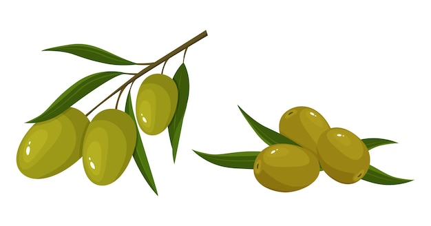 Zielona oliwka. całość na gałązce z liśćmi, bez pestek oliwki. składnik, element do projektowania opakowań żywności, receptur i menu. na białym tle na ilustracji wektorowych biały w stylu płaski