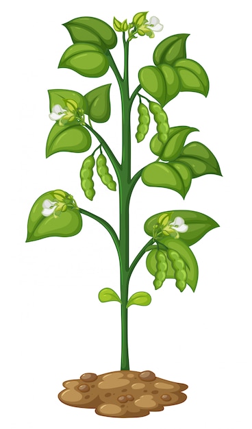 Bezpłatny wektor zielony groszek na roślinie