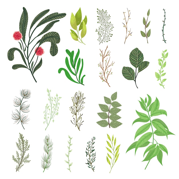 Zielony las pozostawia zioła gałęzie elementy tropikalnej zieleni wektorowej ustawić naturalne liście. Ilustracja projekt ozdobny wektor botaniczny