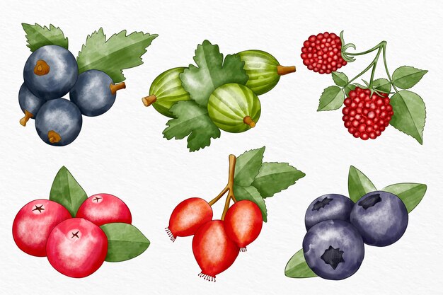 Zilustrowano zbiór różnych owoców