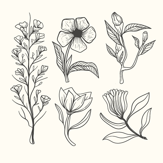Bezpłatny wektor zioła botaniczne i dzikie kwiaty w stylu vintage