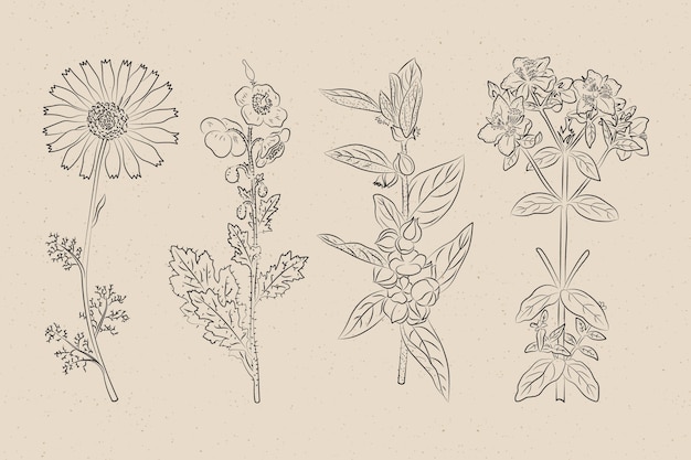 Bezpłatny wektor zioła botaniczne i dzikie kwiaty w stylu vintage