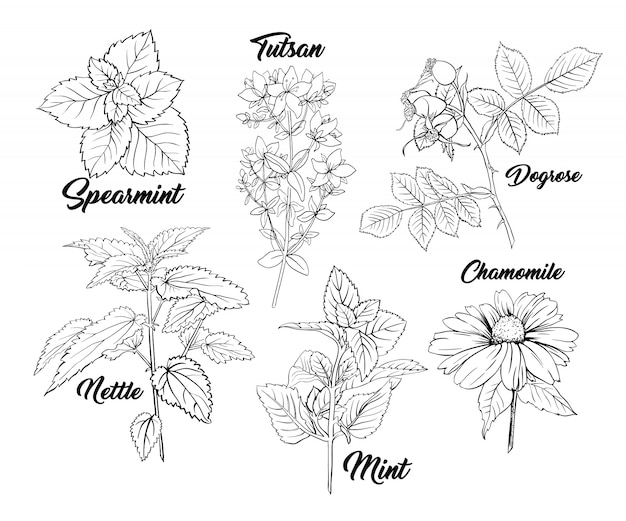 Bezpłatny wektor zioła herbaciane zestaw do grawerowania monochromatycznego.