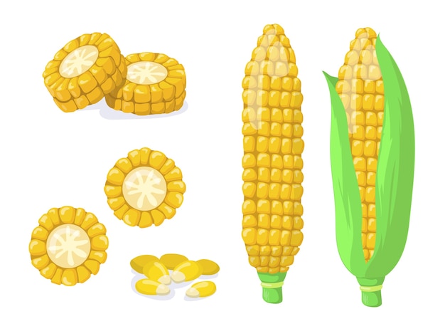 Złoty lub złoty zestaw elementów płaskich do zbioru kukurydzy. Kreskówka kolby kukurydzy lub nasiona, ziarna do kolekcji ilustracji wektorowych na białym tle popcornu. Koncepcja zdrowej żywności i warzyw