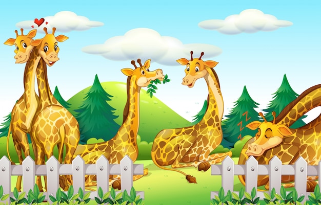 Żyrafy w safari