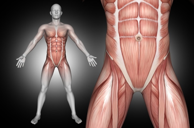 Bezpłatne zdjęcie 3d męska postać medyczna z podświetlonymi mięśniami brzucha