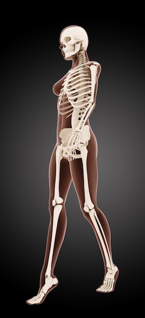 Bezpłatne zdjęcie 3d render kobiecego szkieletu medycznego spaceru