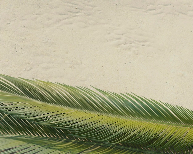 3d zielony asortyment liści palmowych