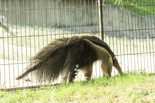 Aardvark są hodowane w quasi-niewoli w zachodnich ogrodach zoologicznych.