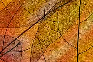 Bezpłatne zdjęcie abstrakcjonistyczna pomarańcze barwił jesieni ulistnienie