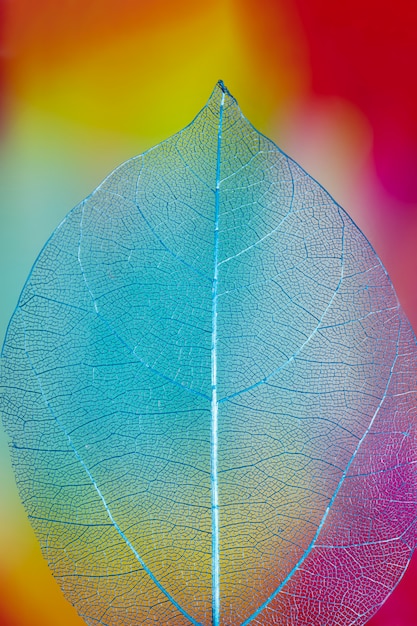 Bezpłatne zdjęcie abstrakcjonistyczny żywy barwiony jesień liść