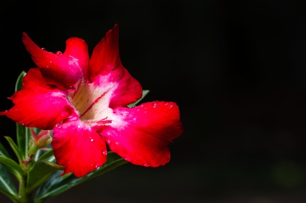 Adenium, znana również jako róża pustynna, jest piękną rośliną kwitnącą, z rodziny psiaków apocynacea