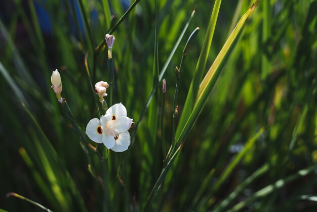 African Iris dość dzikie kwiaty w przyrodzie