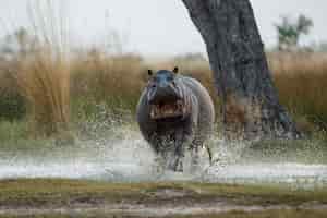 Bezpłatne zdjęcie afryka hipopotam amphibius