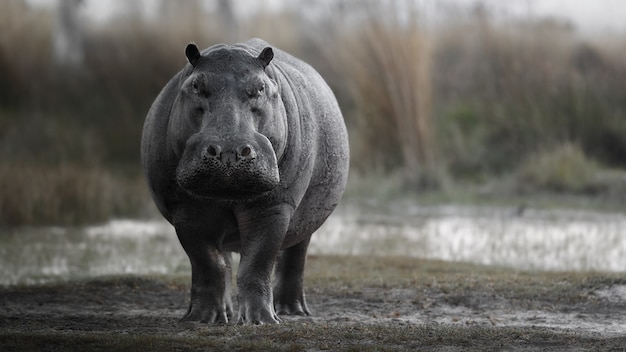 Bezpłatne zdjęcie afryka hipopotam amphibius