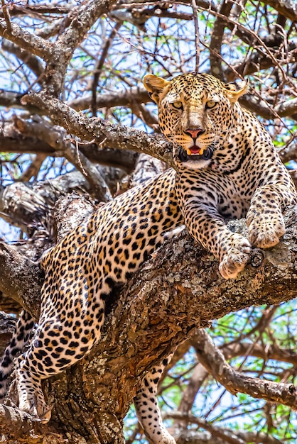 Afrykański lampart siedzi na drzewie, rozglądając się w dżungli