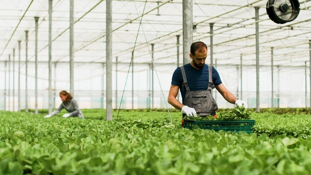 Agronom człowiek pracownik pracujący przy produkcji warzyw w szklarni zbioru organicznych sałatek uprawnych przy użyciu systemów hydroponicznych w sezonie rolniczym. Pojęcie przemysłu rolniczego