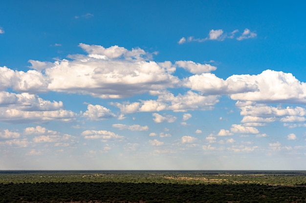 Akacjowy drzewo z niebieskiego nieba tłem w Etosha parku narodowym, Namibia. Afryka Południowa