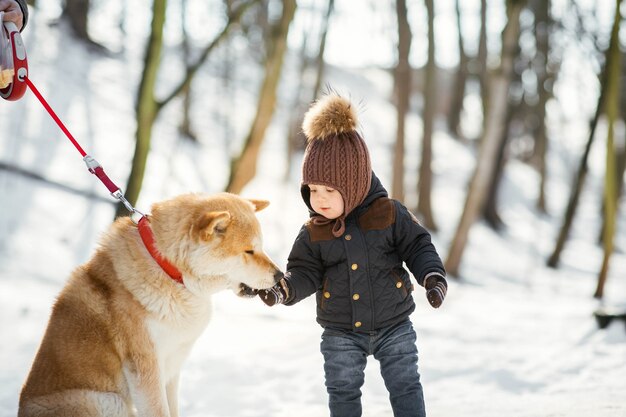 Akita-inu bierze coś z ręki małego chłopca stojącego w zimowym parku