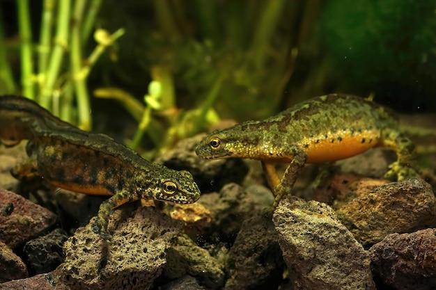 Aktywne wachlowanie ogonem Traszka karpacka (Lissotriton montandi) próbująca zwabić samicę do rozmnażania