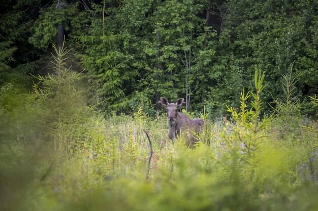 Alces na zielonym polu z wysoką trawą