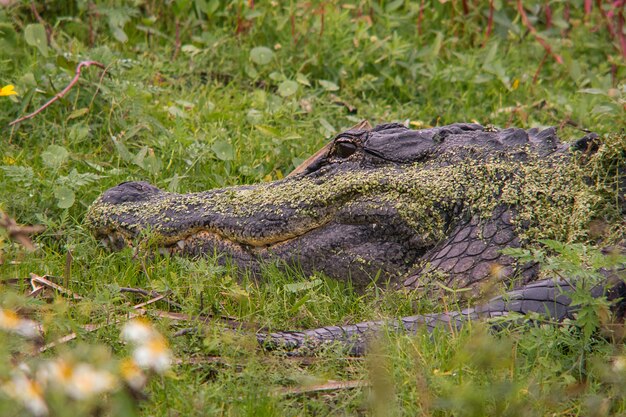 Aligator amerykański na trawiastym polu w dżungli