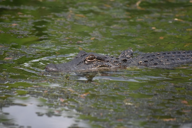 Aligator poruszający się po płytkim bagnie w południowej Luizjanie