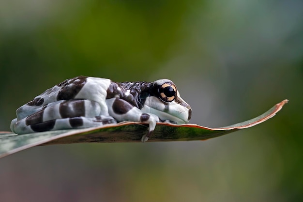 Amazonka żaba mleczna na gałęzi dwie amazonki żaba mleczna panda żaba drzewna zbliżenie żaba drzewna