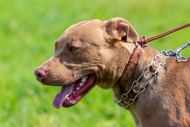 American pit bull terrier, szczegół portret agresywnego psa w profilu na rozmytym tle