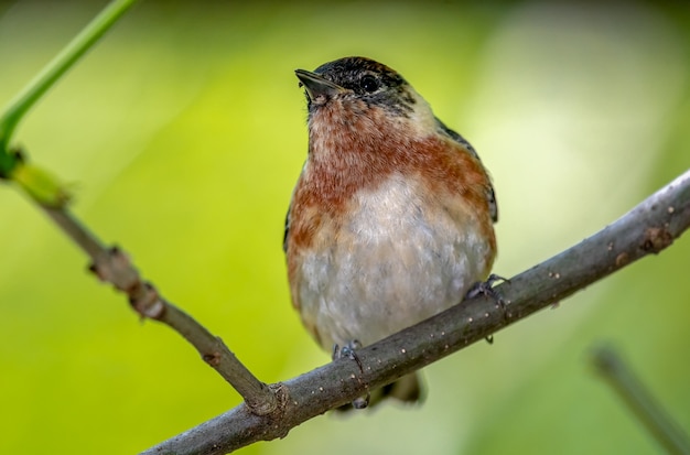 Bezpłatne zdjęcie american redstart (setophaga ruticilla)