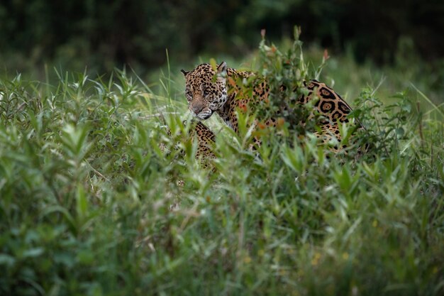 Amerykański jaguar w naturalnym środowisku południowoamerykańskiej dżungli