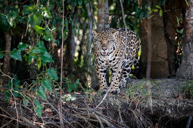 Bezpłatne zdjęcie amerykański jaguar w naturalnym środowisku południowoamerykańskiej dżungli