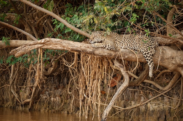 Bezpłatne zdjęcie amerykański jaguar w naturalnym środowisku południowoamerykańskiej dżungli