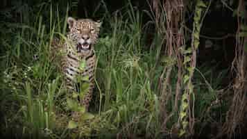 Bezpłatne zdjęcie amerykański jaguar w naturalnym środowisku południowoamerykańskiej dżungli