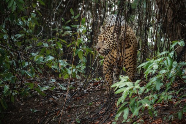 Amerykański jaguar w naturalnym środowisku południowoamerykańskiej dżungli