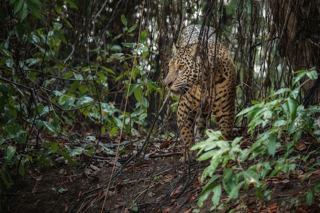 Amerykański jaguar w naturalnym środowisku południowoamerykańskiej dżungli
