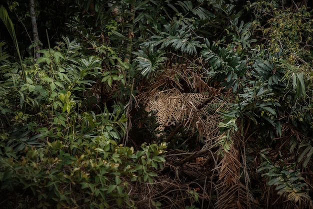 Amerykański jaguar w naturalnym środowisku południowoamerykańskiej dżungli