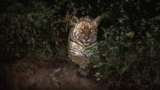 Amerykański jaguar w naturalnym środowisku południowoamerykańskiej dżungli