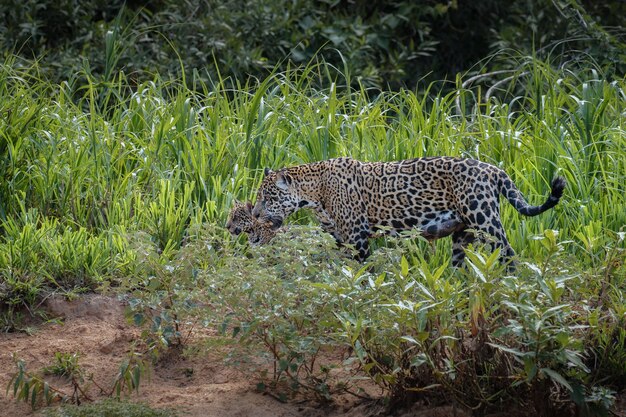 Amerykański jaguar w naturalnym środowisku południowoamerykańskiej dżungli