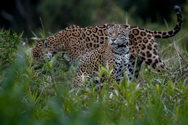 Amerykański jaguar w naturalnym środowisku południowoamerykańskiej dżungli