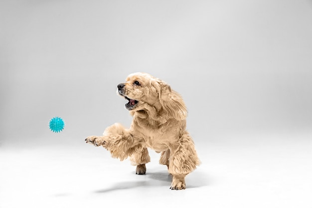 Amerykański spaniel szczeniak gra w piłkę