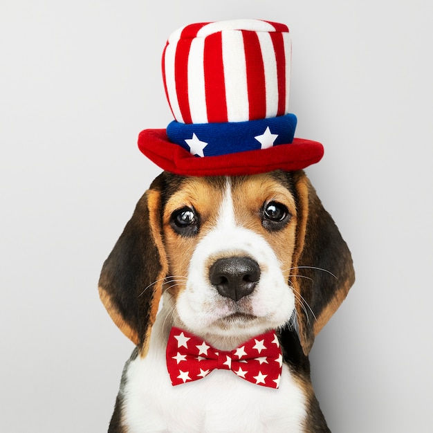 Bezpłatne zdjęcie amerykański szczeniak beagle