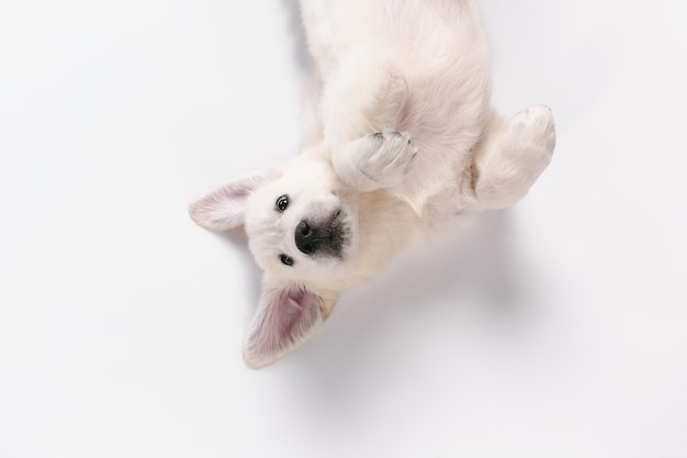 Bezpłatne zdjęcie angielski kremowy golden retriever na białym tle