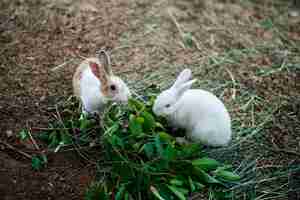 Bezpłatne zdjęcie animal instinct natural survive wildlife