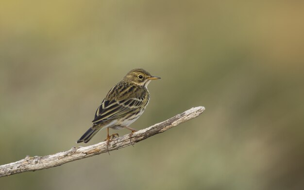 Anthus pratensis, świergotek łąkowy, Malta, Morze Śródziemne,